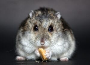 ソロワーケーション女性におすすめのプラン比較はどれが最適？